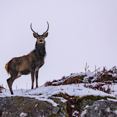 Stag looking down